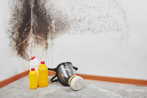 Crawl Space Mold Removal in Rockmart, GA