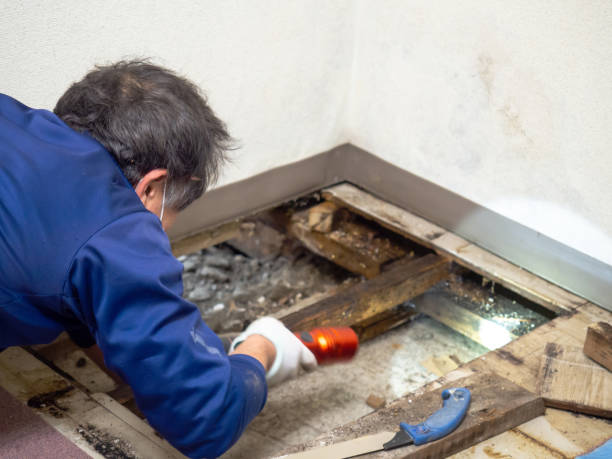 Best Office Mold Removal Services  in Rockmart, GA