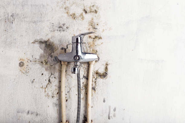 Best Mold Damage Repair  in Rockmart, GA