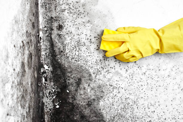 Best Crawl Space Mold Removal  in Rockmart, GA