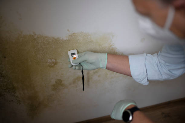 Certified Mold Removal in Rockmart, GA