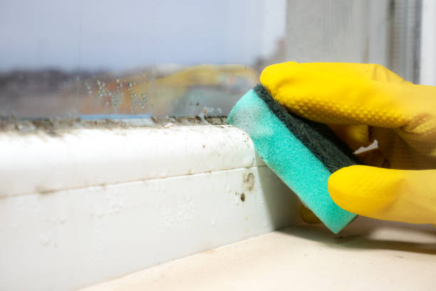 Home Mold Removal in Rockmart, GA
