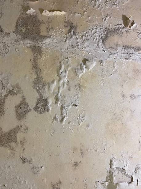 Best Commercial Mold Removal  in Rockmart, GA