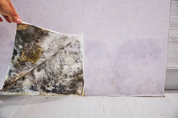 Best Emergency Mold Removal  in Rockmart, GA